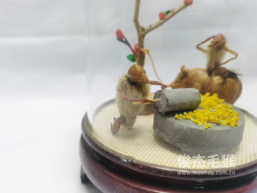 拉磨_小型北京毛猴作品_桦木底座+圆玻璃罩6.jpg 拉磨_小型北京毛猴作品_桦木底座+圆玻璃罩6.jpg