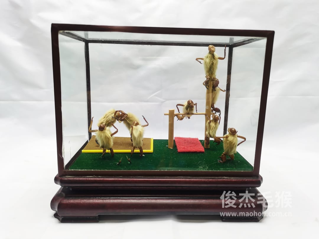 杂技摔跤_中型北京毛猴作品_压缩木木托+方形玻璃罩1.jpg 杂技摔跤_中型北京毛猴作品_压缩木木托+方形玻璃罩1.jpg