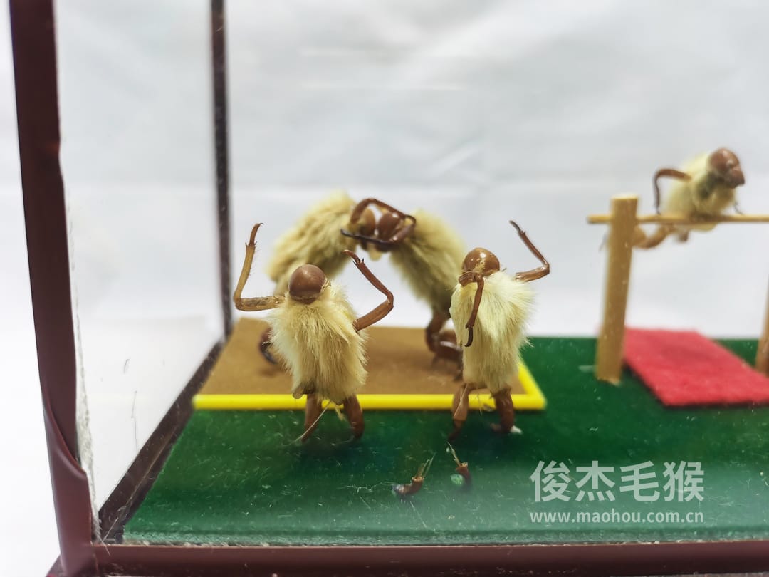 杂技摔跤_中型北京毛猴作品_压缩木木托+方形玻璃罩2.jpg 杂技摔跤_中型北京毛猴作品_压缩木木托+方形玻璃罩2.jpg