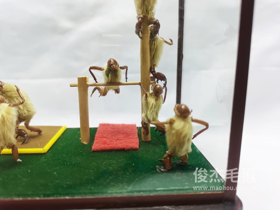 杂技摔跤_中型北京毛猴作品_压缩木木托+方形玻璃罩3.jpg 杂技摔跤_中型北京毛猴作品_压缩木木托+方形玻璃罩3.jpg