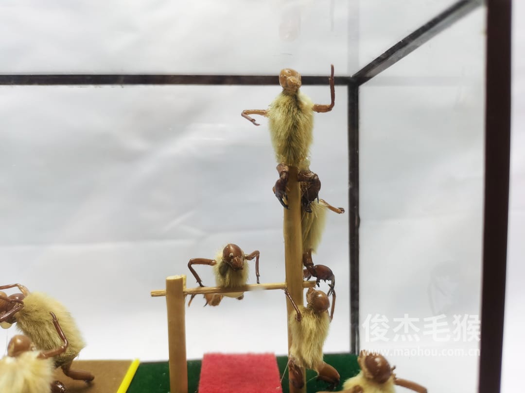 杂技摔跤_中型北京毛猴作品_压缩木木托+方形玻璃罩4.jpg 杂技摔跤_中型北京毛猴作品_压缩木木托+方形玻璃罩4.jpg