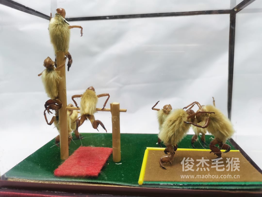 杂技摔跤_中型北京毛猴作品_压缩木木托+方形玻璃罩5.jpg 杂技摔跤_中型北京毛猴作品_压缩木木托+方形玻璃罩5.jpg