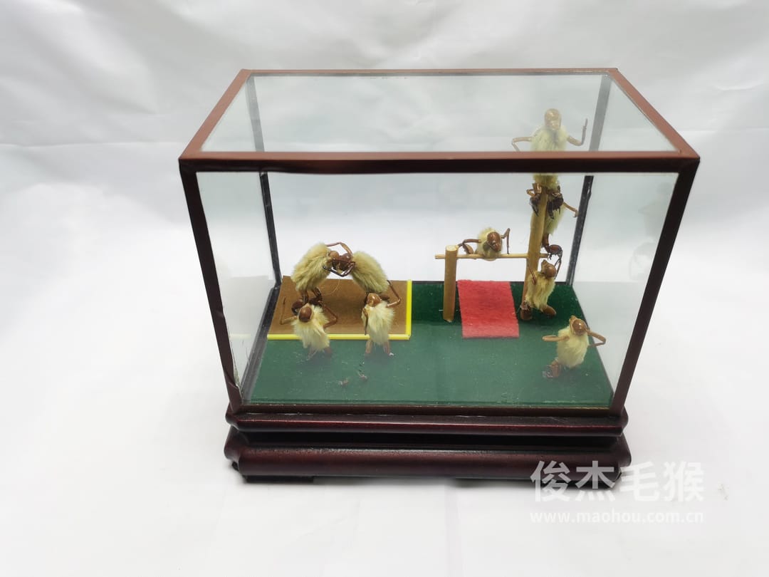 杂技摔跤_中型北京毛猴作品_压缩木木托+方形玻璃罩6.jpg 杂技摔跤_中型北京毛猴作品_压缩木木托+方形玻璃罩6.jpg